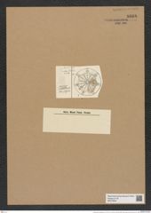 Asterolampra weissflogii Grun. (de-Toni-Nr.: Genus 235, Species 5680) Zeichnungen Sammlung Grunow Nr. 9668 (NHMW-BOT-W0379604)